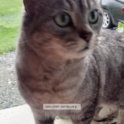 Foto 1/1 Gato encontrado Encontrado en Rosporden