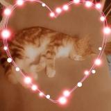 Foto del gato perdido en Gaillac