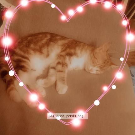 Foto 1/1 Youna Chat perdido en Gaillac