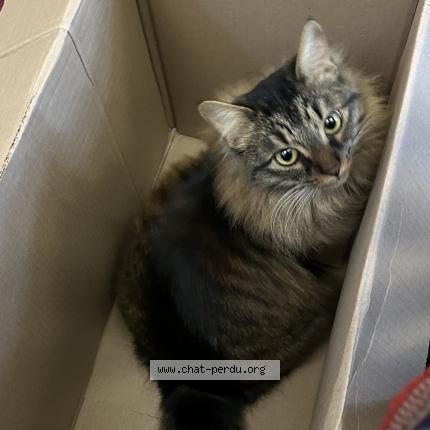 Foto 1/2 Yucca Chat perdido en Ivry sur seine