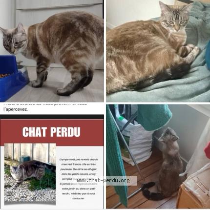 Foto 1/1 Olympe Chat perdido en Rochefort