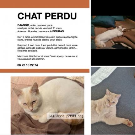 Foto 1/1 Django Chat perdido en Fouras