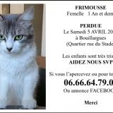 Foto del gato perdido en Bouillargues