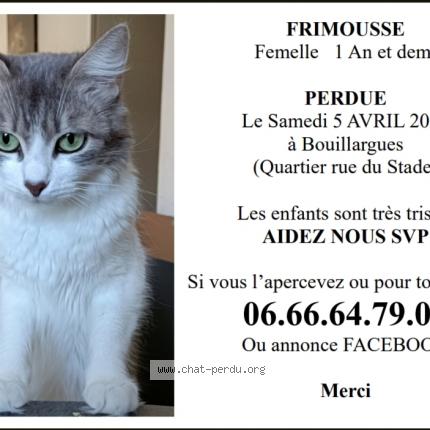 Foto 1/1 Frimousse Chat perdido en Bouillargues