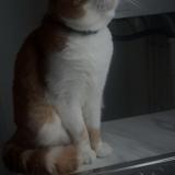 Foto del gato perdido en Achiet Le Grand