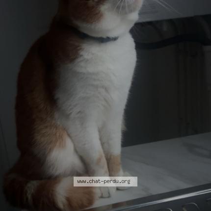 Foto 1/1 Mirou Chat perdido en Achiet le grand