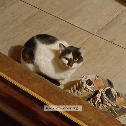 Foto 1/1 Gato encontrado Encontrado en Baverans