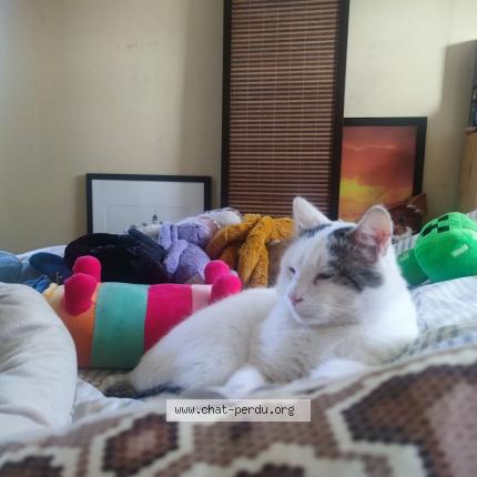 Foto 1/1 Miou Chat perdido en Brest