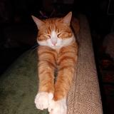 Foto del gato perdido en Anetz