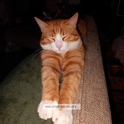 Foto 1/1 Yoshi Chat perdido en Anetz