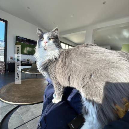 Foto 1/1 Grizou Chat perdido en Les pieux