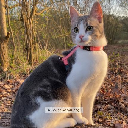 Foto 1/1 Nour Chat perdido en Etaples