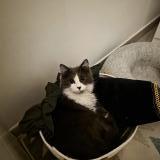 Foto del gato perdido en Marseille