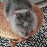 Foto del gato perdido en Ver Sur Laurette