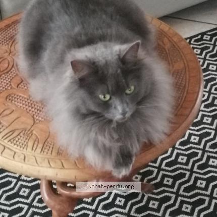 Foto 1/1 Ath&eacute;na Chat perdido en Ver sur laurette