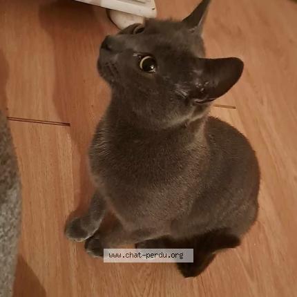 Foto 1/1 Gato encontrado Perdido en Tours