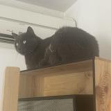 Foto del gato perdido en Roaix