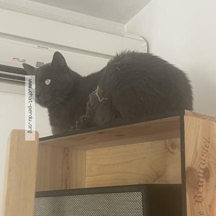 Foto 1/1 Michel Chat perdido en Roaix