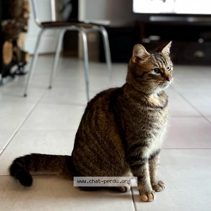 Foto 1/1 Malice Chat perdido en Faverolles sur cher