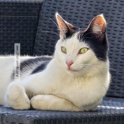 Foto 1/2 Chipo Chat perdido en Avignon