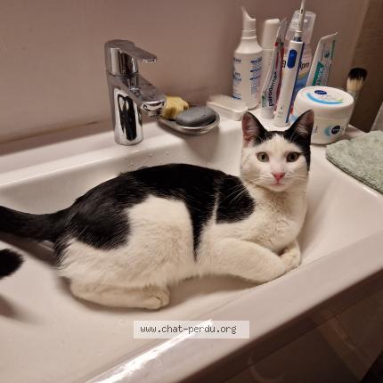 Foto 2/2 Chipo Chat perdido en Avignon