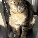 Foto del gato perdido en Allonnes