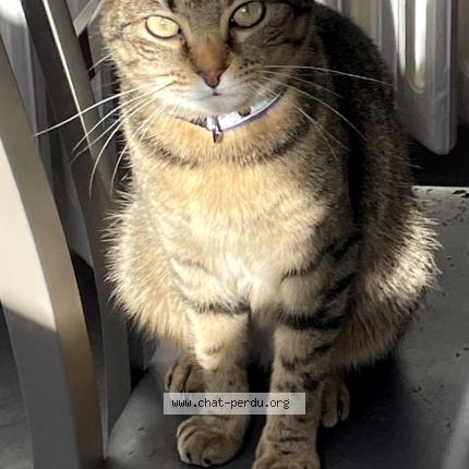 Foto 1/1 Louna Chat perdido en Allonnes