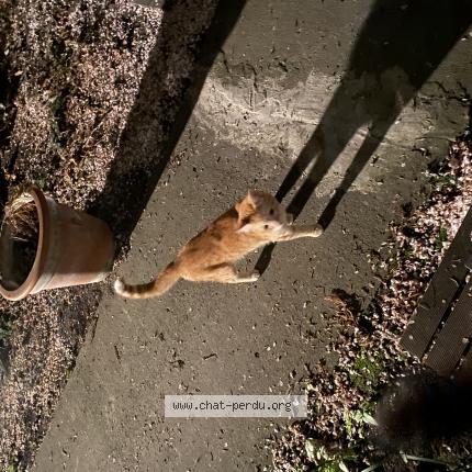 Foto 1/1 Gato encontrado Encontrado en Bobigny