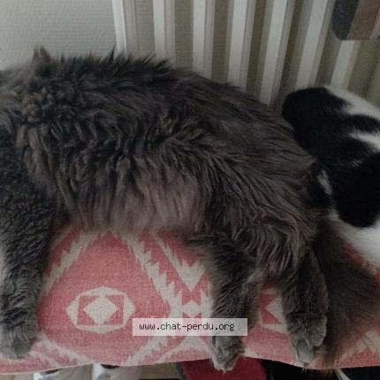 Foto 1/1 Plume Chat perdido en Le crouais