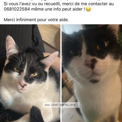 Foto 1/1 Crapule Chat perdido en Saint gaudens