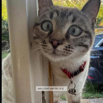 Foto 1/1 Spidey Chat perdido en Ballancourt sur essonne ile de france