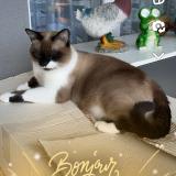 Foto del gato perdido en Beziers