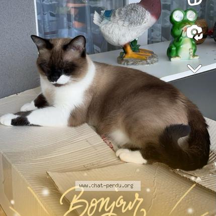 Foto 1/3 EVA Chat perdido en Beziers