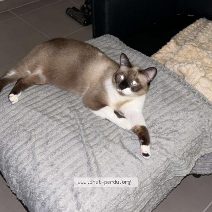 Foto 2/3 EVA Chat perdido en Beziers