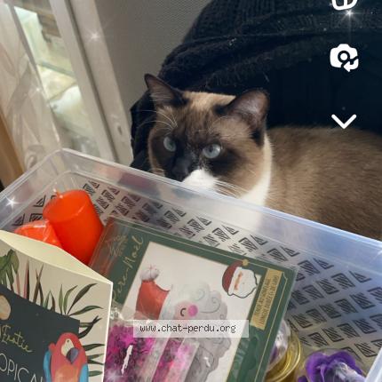 Foto 3/3 EVA Chat perdido en Beziers