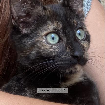 Foto 1/1 Sakura Chat perdido en Plouasne