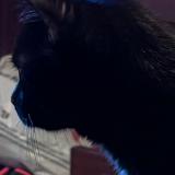 Foto de gato encontrado en Houdain Lez Bavay