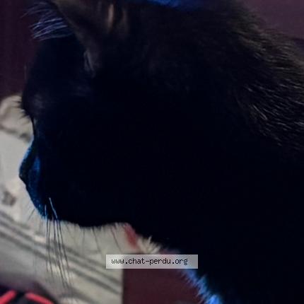 Foto 1/1 Gato encontrado Encontrado en Houdain lez bavay