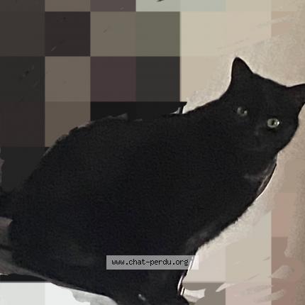 Foto 1/1 Petit Chat perdido en Issoire