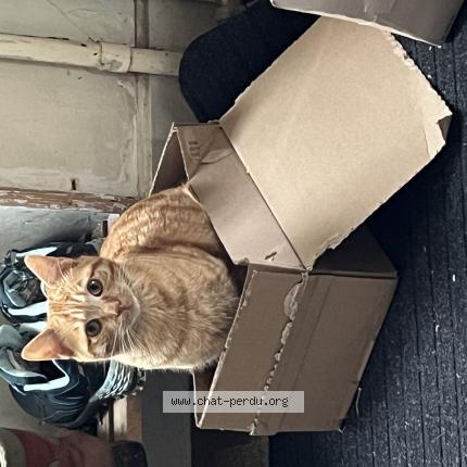 Foto 1/1 Guzzi Chat perdido en Menessaire