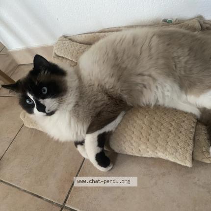 Foto 1/1 Miou Chat perdido en Aimargues