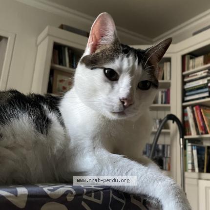 Foto 1/1 Sydney Chat perdido en Mazeyrat d allier