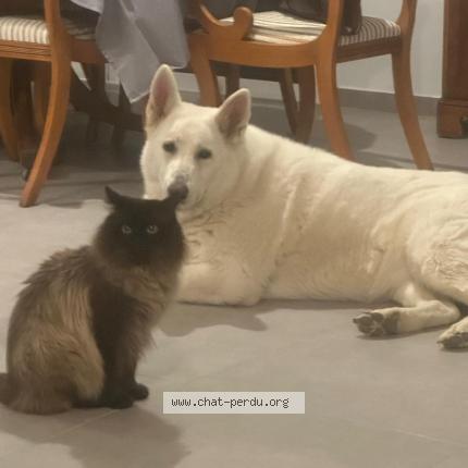 Foto 2/2 Fatima Gross Chat perdido en Saint louis