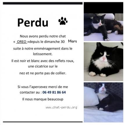 Foto 1/1 Oreo Chat perdido en Auterive