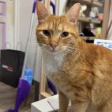 Foto del gato perdido en Etretat