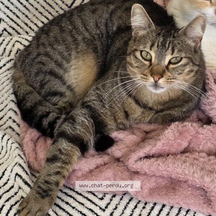 Foto 1/1 Simba Chat perdido en Ouveillan
