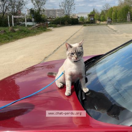 Foto 1/1 Alaska Chat perdido en Morsang sur orge