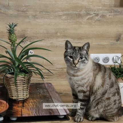 Foto 1/1 Croquettes Chat perdido en Granges sur vologne