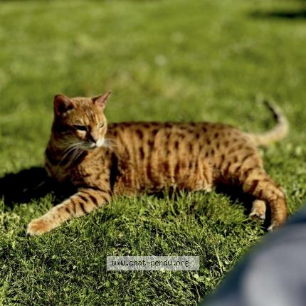 Foto 1/1 Jaya Chat perdido en Marines