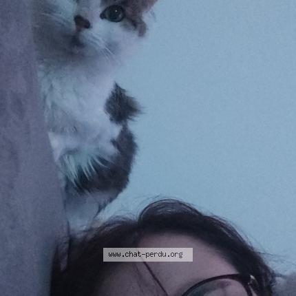 Foto 1/1 Po Chat perdido en Hirson